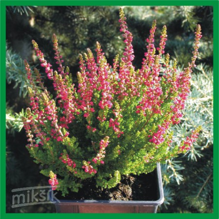 Calluna vulgaris "Dark Beauty" - vres obyčajný